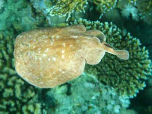 鱼类活化石:锯鳐 鱼类活化石:锯鳐