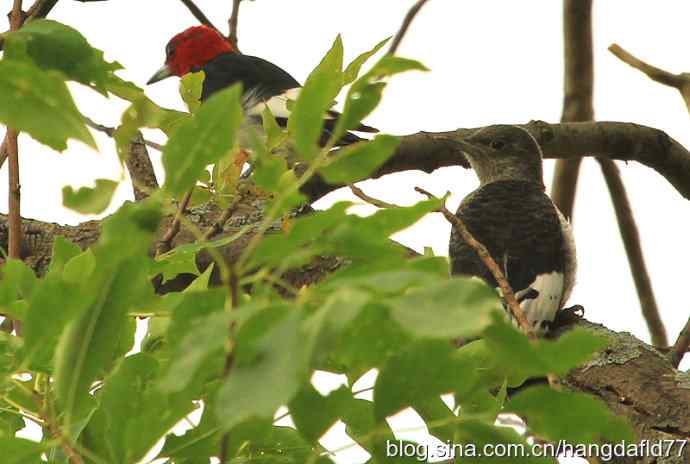 红头啄木鸟