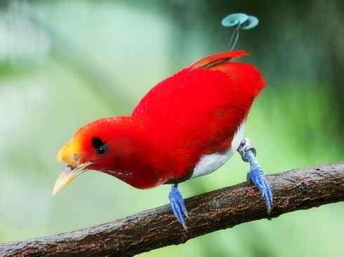 美丽无罪：雀鸟之极乐鸟