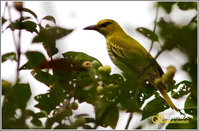 昨天拍的几只鸟【照片】