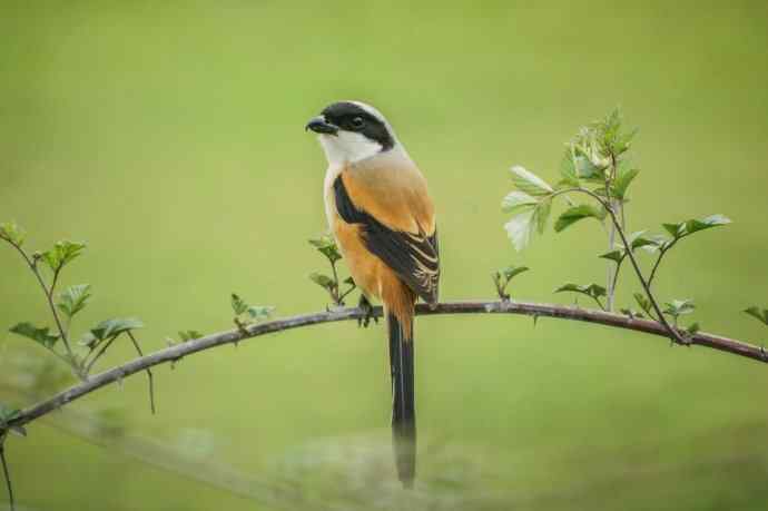 洋县朝圣鈥斺斉加鲎乇巢