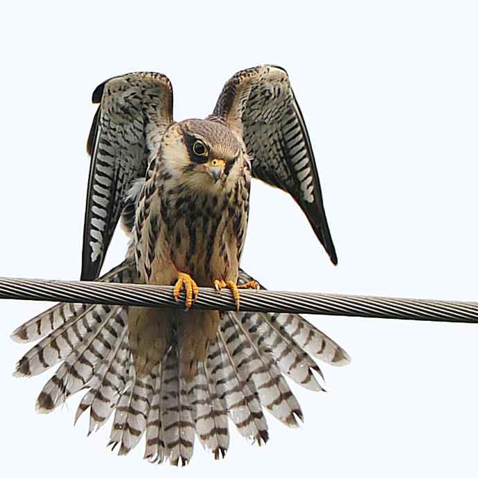 偶遇电线版黄爪隼（附议）