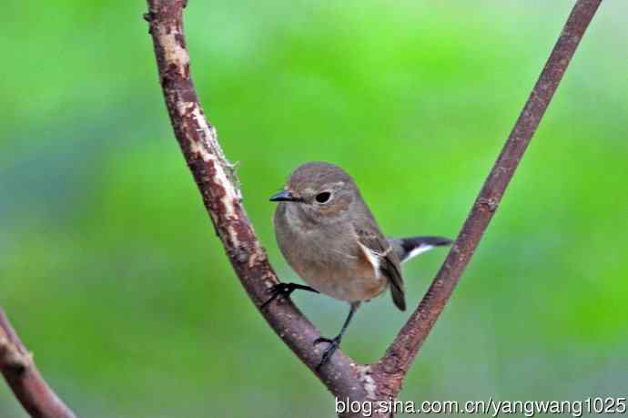 秋天的红喉姬鹟(5) 秋天的红喉姬鹟(5)