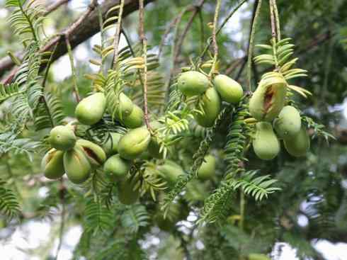 鱼类活化石：齿蝶鱼