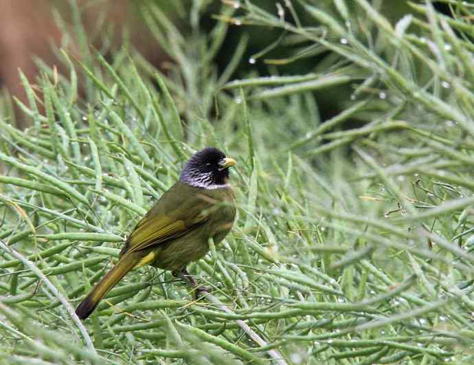 187.浙江缙云仙都农家乐（-）朱潭山鸟图
