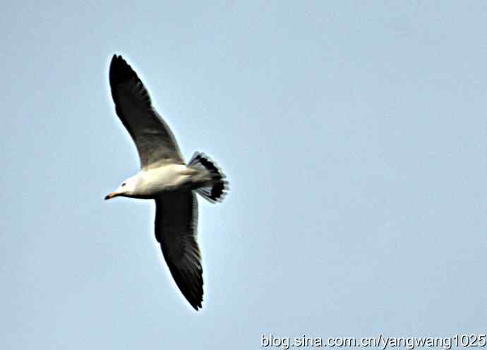 飞（海鸥）8