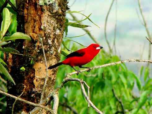 极品红色鸟类：巴西仲嘴雀