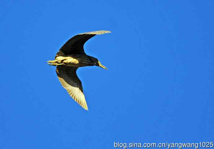 北京动物园的鸟类——飞（夜鹭）47