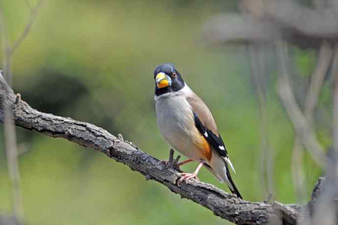 雄性黑尾蜡嘴雀（4）
