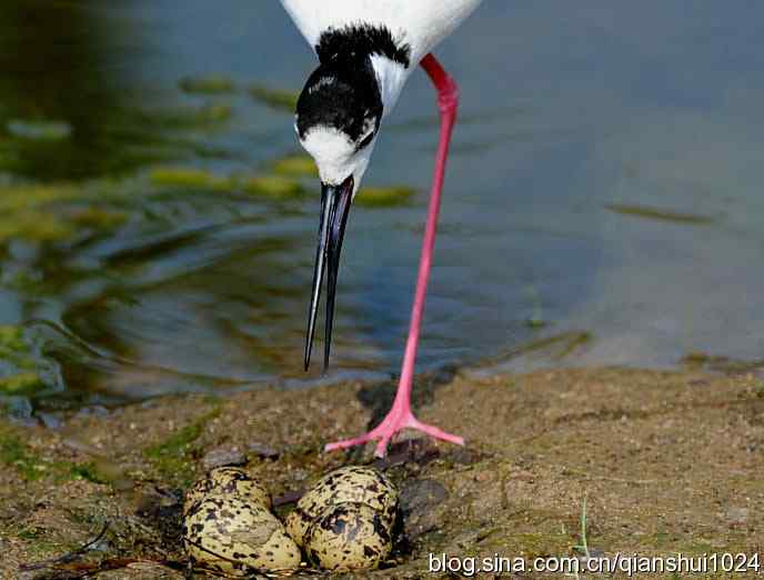 美丽优雅黑翅长脚鹬,就要当爸爸妈妈了