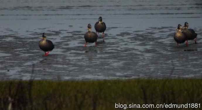 吴淞炮台湾湿地公园3月鸟况