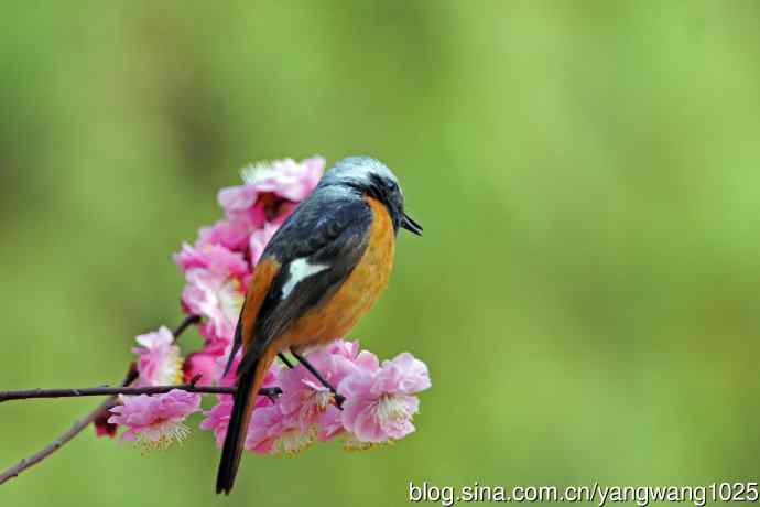 雄性北红尾鸲（25）