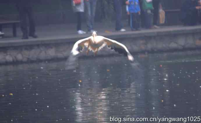 雨前、雾中拍水禽（十月十日杂片纪实）