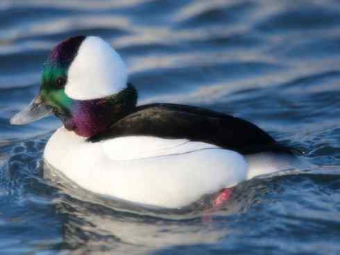 雁鸭之最之十（罗纹鸭、巨头鹊鸭、埃及雁）