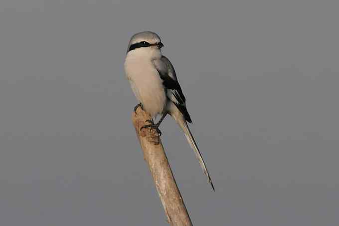 【新鸟】鹊鹞（雌）：野鸭湖之秋