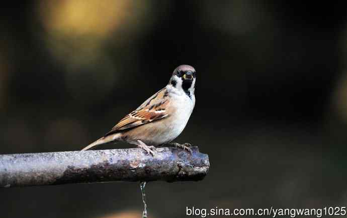 北京天坛公园的鸟类——喝水的麻雀