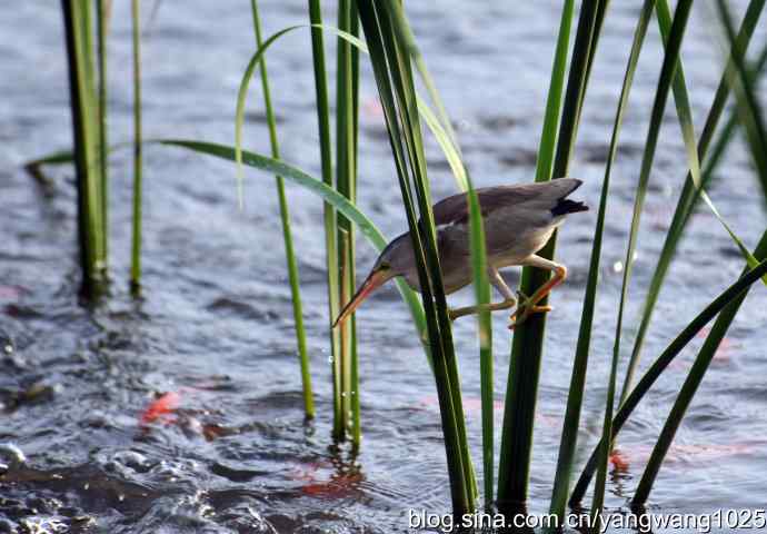 黄苇鳽的早餐（记实）