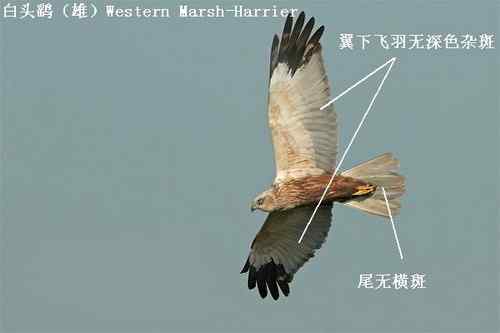 鹞的识别(归纳总结) 鹞的识别(归纳总结)