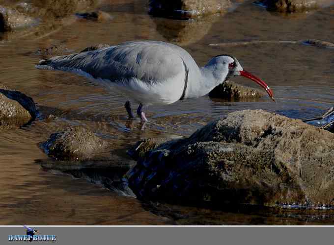 携珍鸟鹮嘴鹬给朋友们拜年！