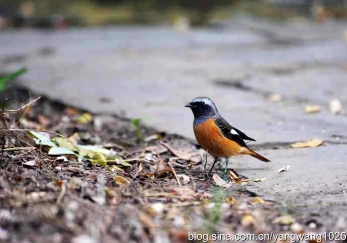 雄性北红尾鸲（1）