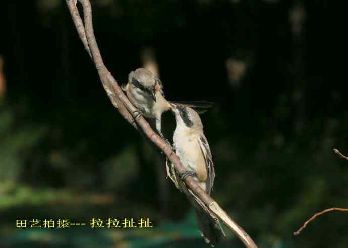 211.小伯劳成长记(5)结束篇--群友部分精彩作品选