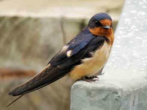 十大鸟类建筑师之一（家燕、金丝燕）