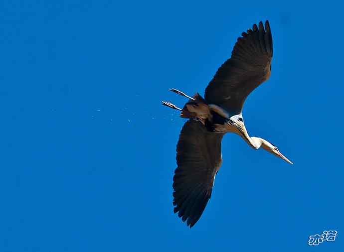 密云水库&nbsp;wbr路&nbsp;wbr大鸨、雉鸡和苍鹭