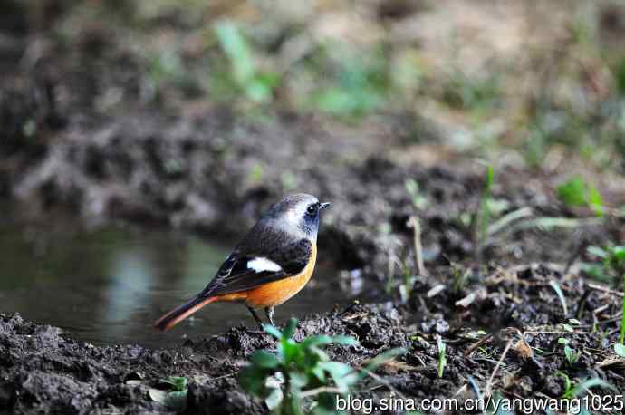 雄性北红尾鸲（18）