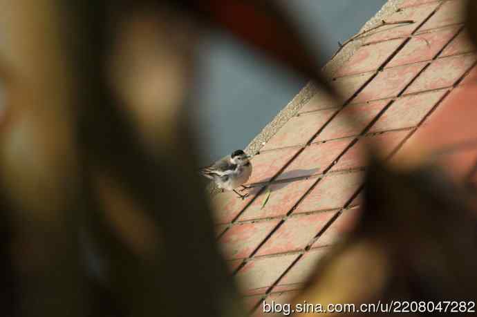 151.圣诞节送上12月份拍新鸟 151.圣诞节送上12月份拍新鸟