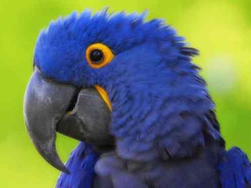 猎奇：奇特的鸟喙之四