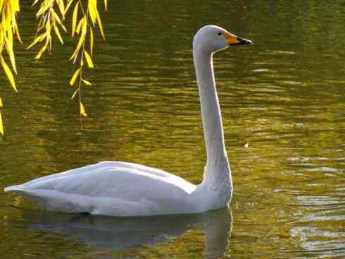 奇特的盔：黑颈天鹅