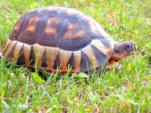 玄武：传说的兽原型探秘（象龟）