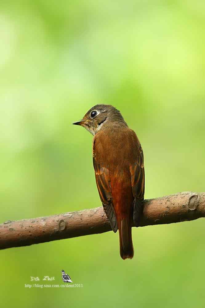 棕尾褐鹟摄影欣赏
