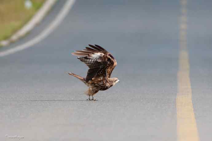 马路天使黑耳鳶
