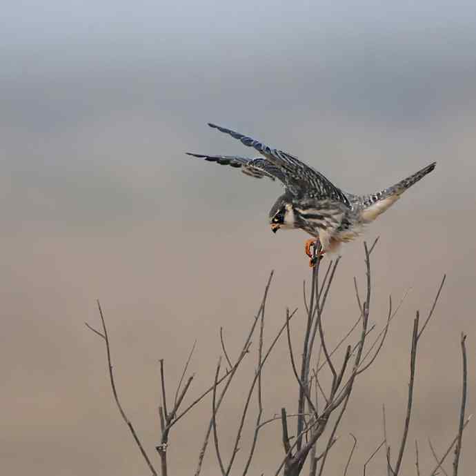 野鸭湖闹枝的小隼
