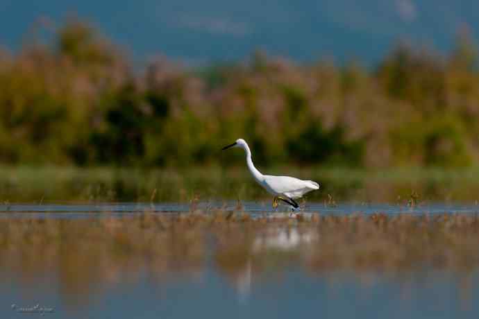 野鸭湖.生境白鹭