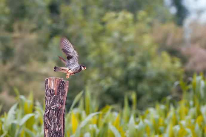 周末野鸭湖（自然摄影）