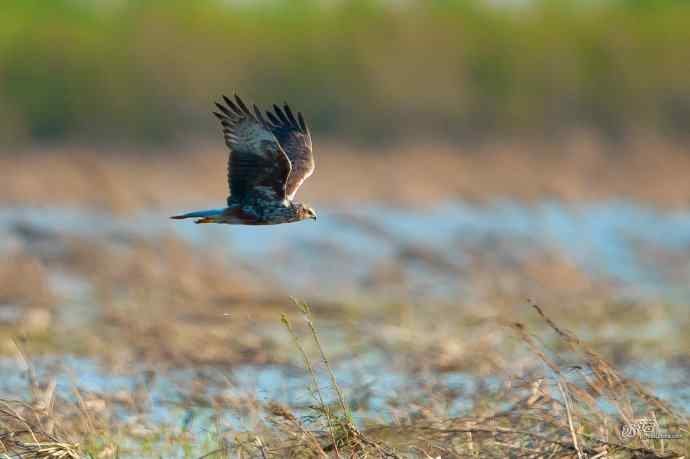 【行为-纪实】野鸭湖觅食的白腹鹞