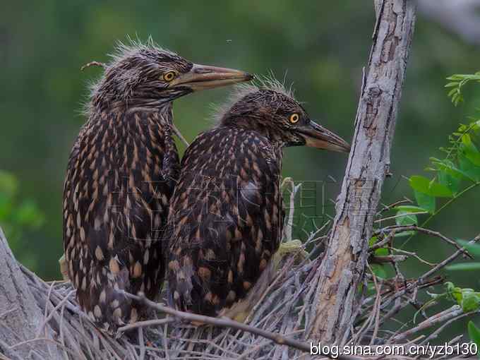 聆听超萌鈥溞∫光澢ㄗ橥迹24张图片）