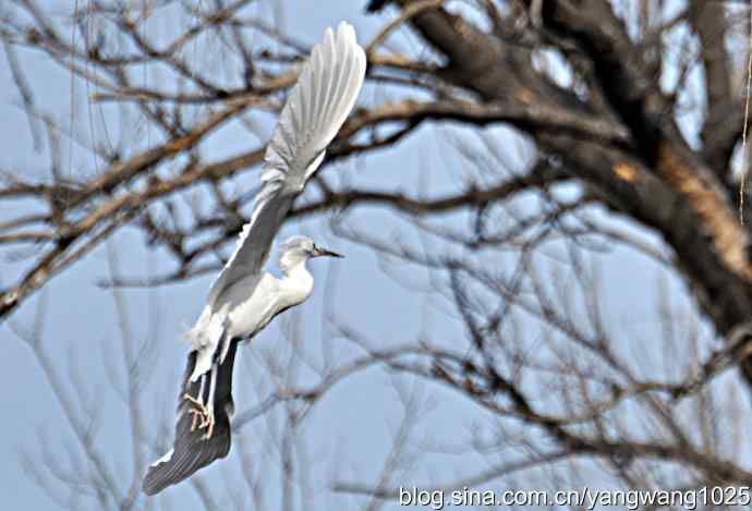 又见白鹭飞 wbr wbr1