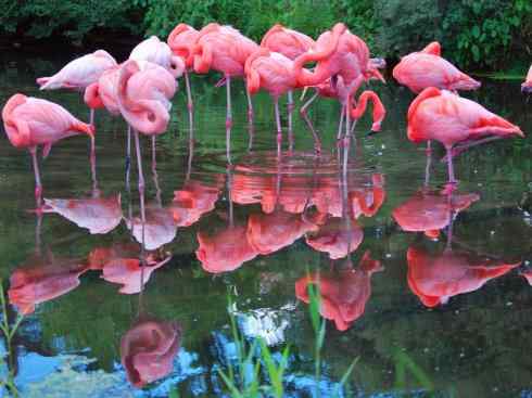 极品红色鸟类：火烈鸟