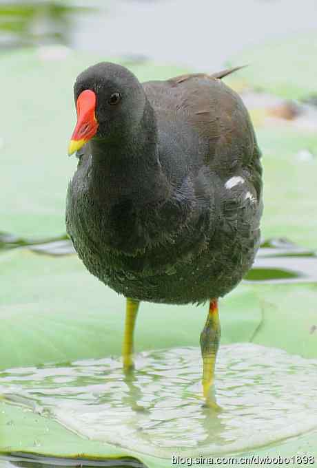 黑水鸡育雏 黑水鸡育雏