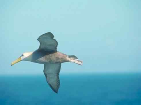鸟类之最：漂泊信天翁