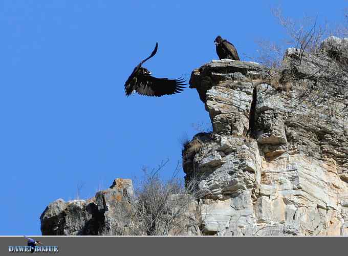 十渡秃鹫 wbr兀立山巅