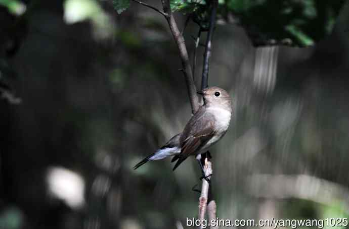 红喉姬鹟（16）