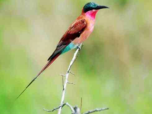 绝色攀禽：佛法僧目之蜂虎4