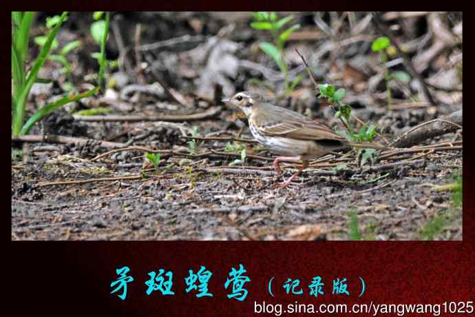 矛斑蝗莺（记录版）