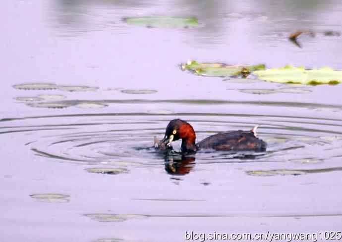 早餐 wbr鈥斺斝t捕鱼纪实