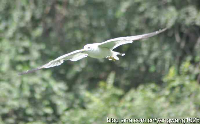 飞（海鸥） wbr1