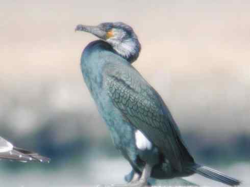 家禽驯化之源之四